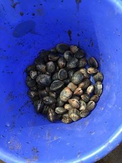 あさり.JPG