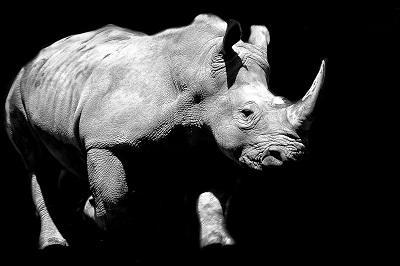 zoo_rhinoceros-907457.jpg