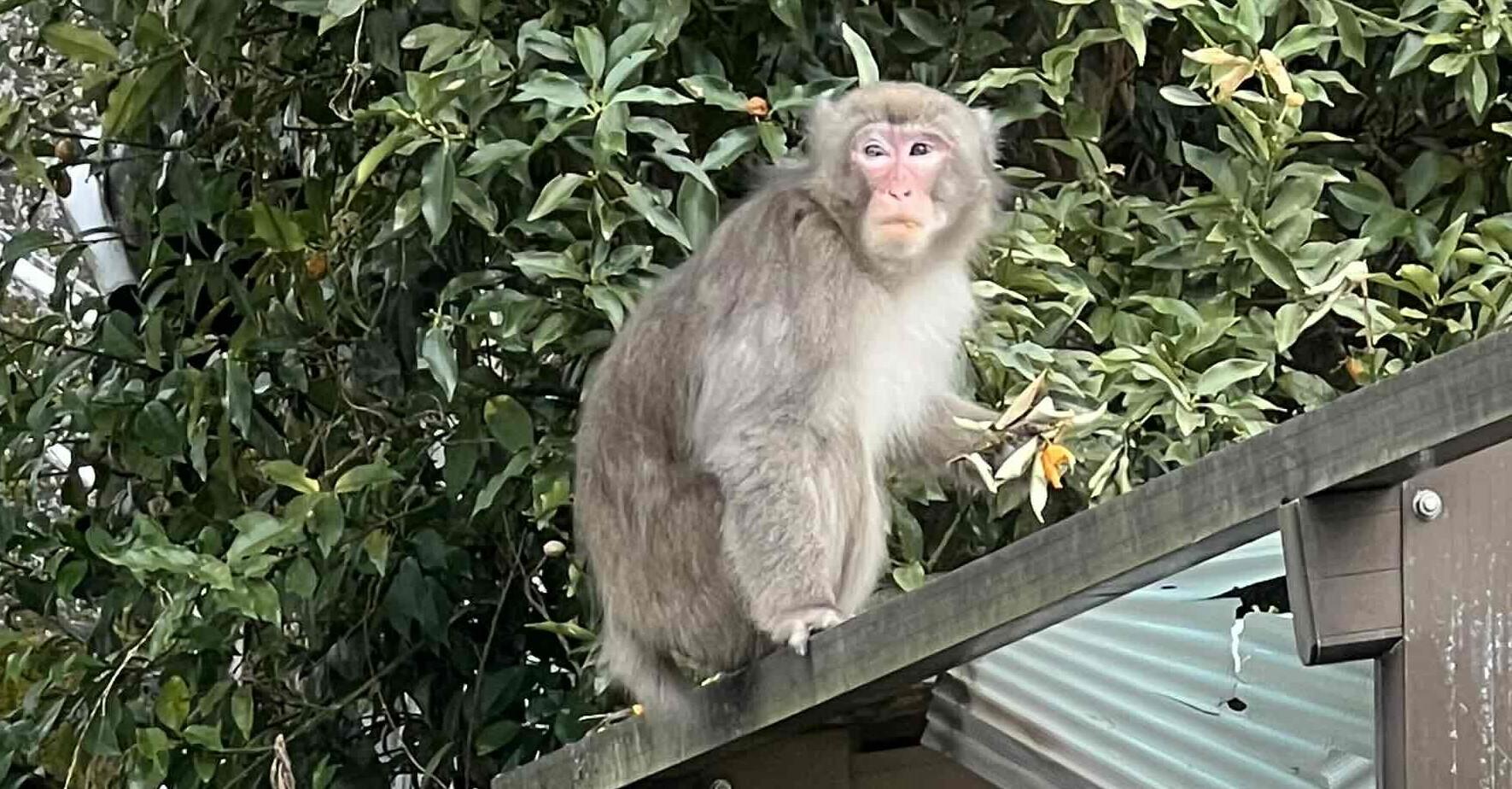 2023年3月御庄地区サル 01.JPG