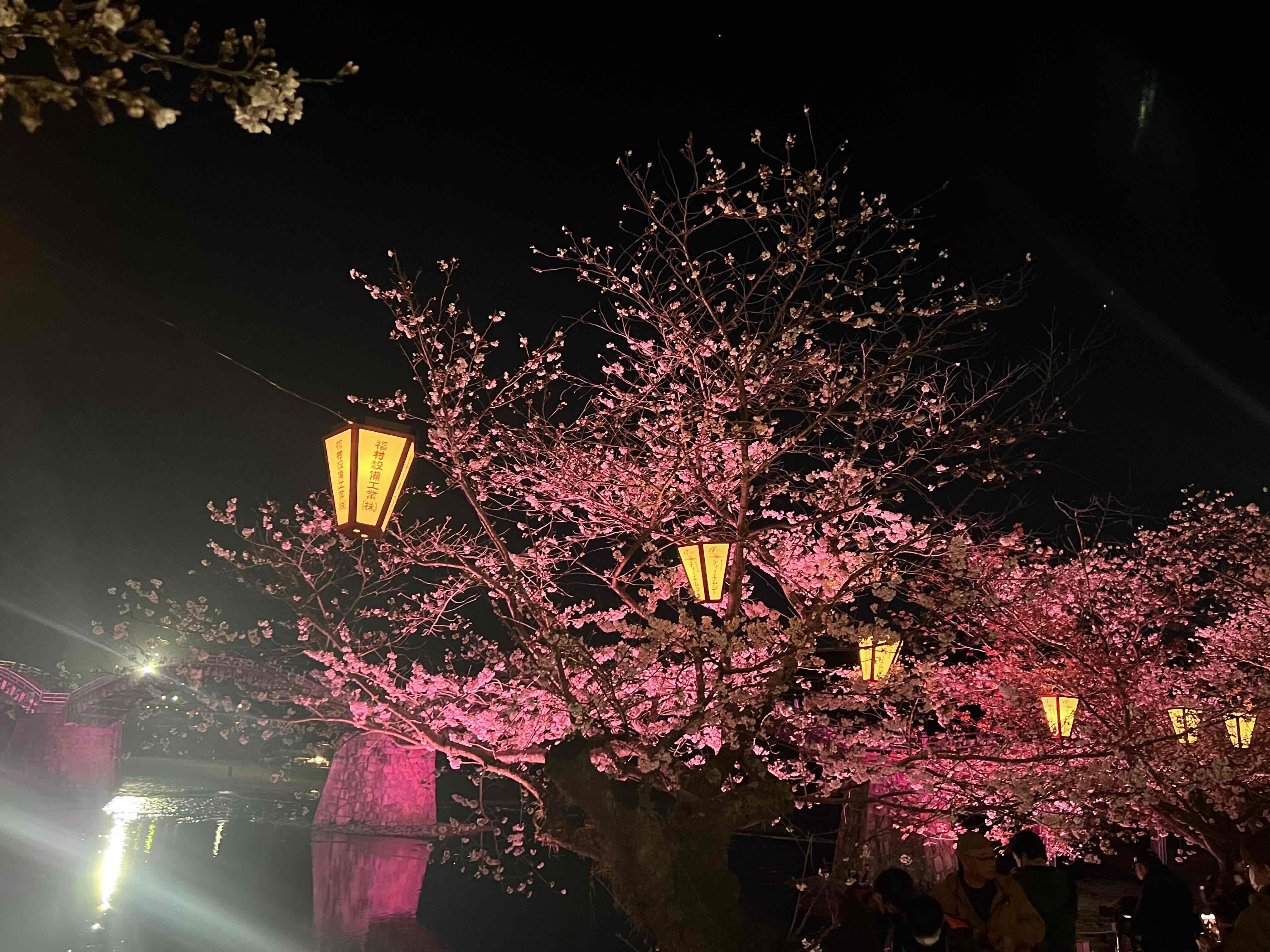 2023年4月錦帯橋夜桜.JPG
