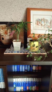 ブログ用観葉.jpgのサムネイル画像