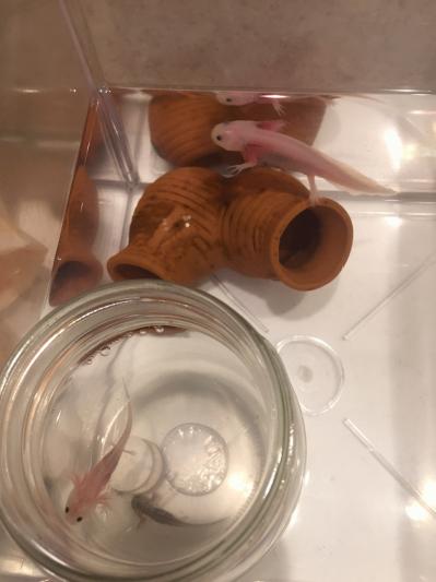 IMG_2239.JPGのサムネイル画像