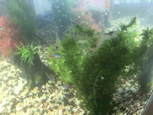 熱帯魚.JPGのサムネイル画像