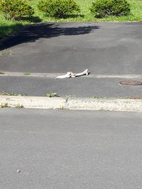 庭先の謎の骨.jpg