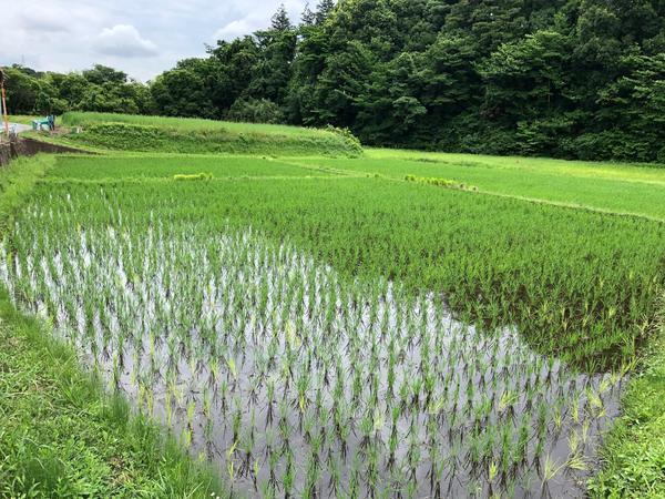 IMG_2046.jpgのサムネイル画像