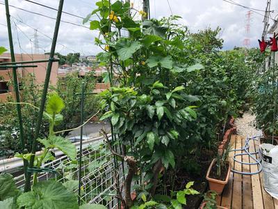 IMG_2058.jpgのサムネイル画像