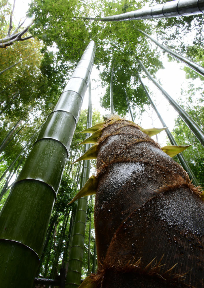 小机城址雨の竹林タケノコすくすく１０００光川十洋.jpg