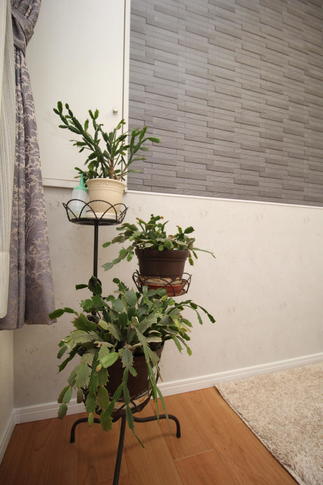 エコカラット　グラナスルドラ