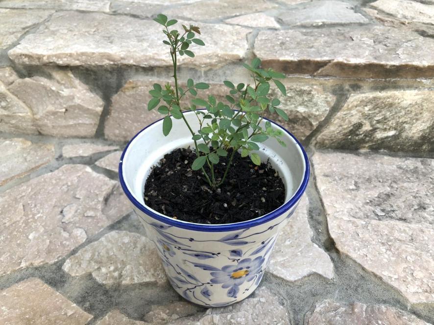 14369052979312 (1).jpg