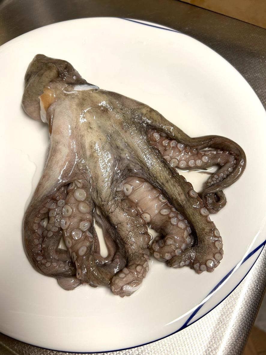 octopus1.jpg