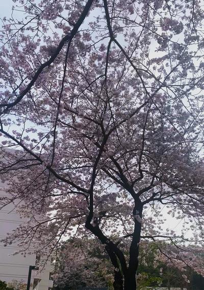 満開の桜並木.jpg