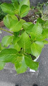 アジサイのこども