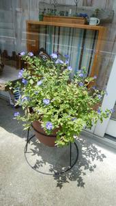 アメリカンブルー