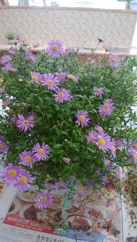 ブラキカム　後