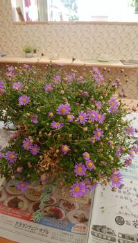 ブラキカム　前