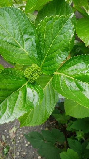 アジサイの赤ちゃん