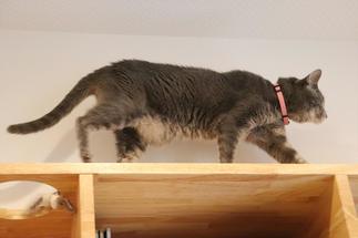 ★三辺に渡って自由に動き回れるキャットウォーク