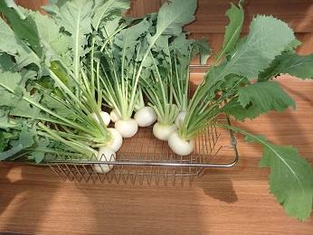 こかぶ収穫 (002)1.jpg