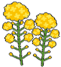 菜の花　ブログ用.png
