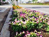 ショップ前花２.jpeg