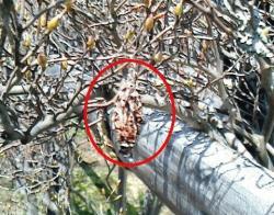 NEC_0458 - コピー.JPG