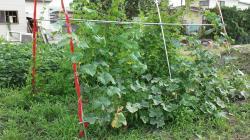 キュウリのつる.jpg
