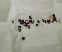 P9184817 - コピー.JPG