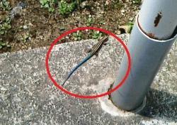 NEC_0455-1 - コピー.JPG