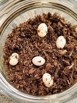 20200531_1552101 - コピー.jpg