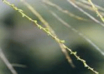 芽.pngのサムネイル画像
