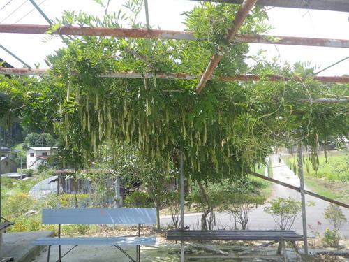 IMGP3786.JPGのサムネイル画像