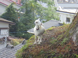鹿児島市内にこんなのがいました。