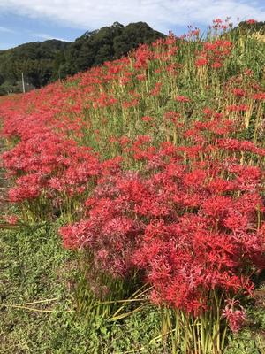 彼岸花　2.jpg