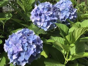 紫陽花2.jpg
