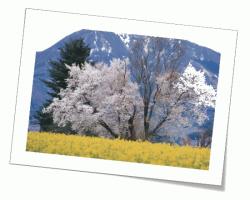 さくら.jpgのサムネイル画像
