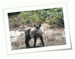 カモシカ.jpgのサムネイル画像