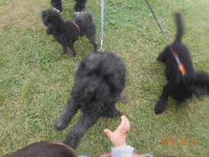 DSCN5744 ももちゃん ととちゃん あいちゃん.JPG