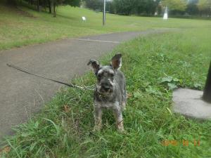 DSCN5749 シュナ くん.JPG