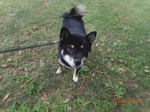 DSCN5760 よしいえ くん.JPG