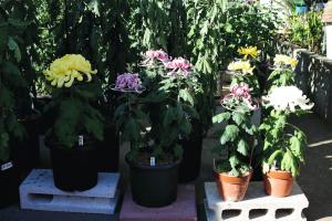 DSC_0983 菊写真1.JPG