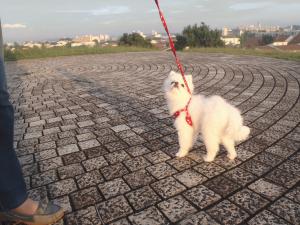 PA080009 マルチーズかな.JPG