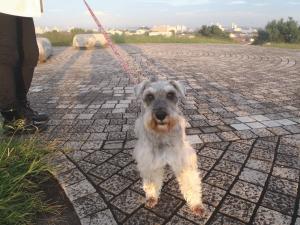 PA080010 ﾐﾆﾁｭｱｼｭﾅｳｻﾞｰ.JPG