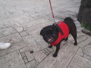 PA080011 ﾊﾟｸﾞ.JPG