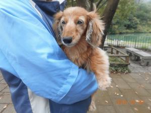 DSCN5787 ﾐﾆﾁｭｱﾀﾞｯｸｽﾌﾝﾄﾞ.JPG