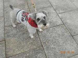 DSCN5792 ﾐﾆﾁｭｱｼｭﾅｳｻﾞｰ.JPG