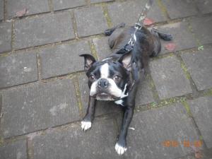 DSCN5799 ﾎﾞｽﾄﾝﾃﾘｱ.JPG