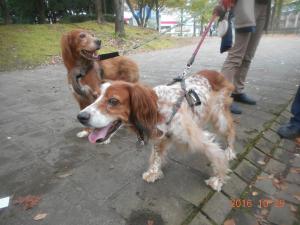 DSCN5803 ｲﾝｸﾞﾘｯｼｭｾﾀｰ.JPG