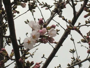 2014年開花 (6).jpg