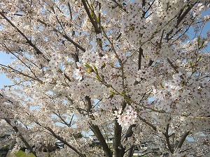 2014年桜 (6).jpg