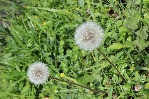 資産運用土地有効活用相談ネット・田んぼ (11).jpg